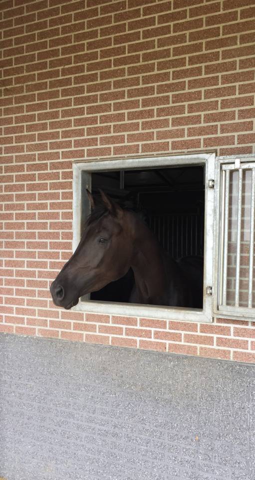 Jument KWPN Cheval de Sport Néerlandais A vendre 2014 Autre couleur par Eastwood s