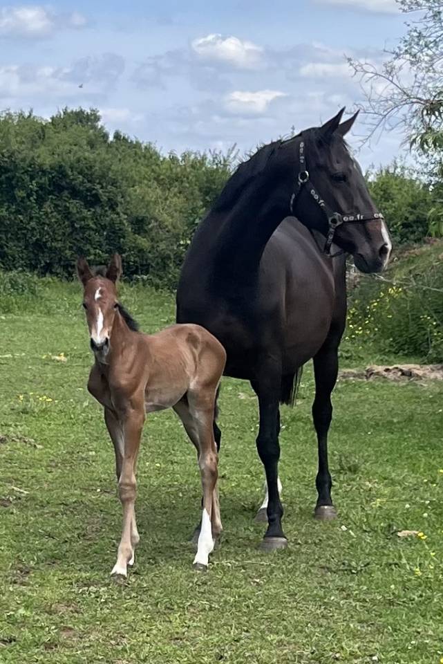 R&eacute;servations in utero poulains sf 