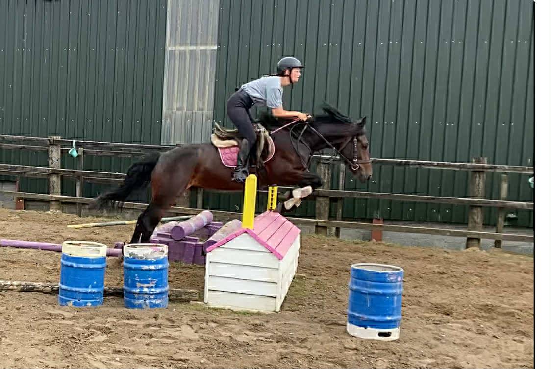 Connemara ponies for sale