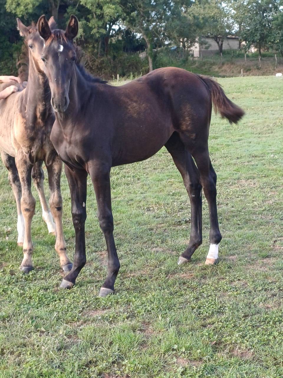 Pouliche par Quality bois margot 