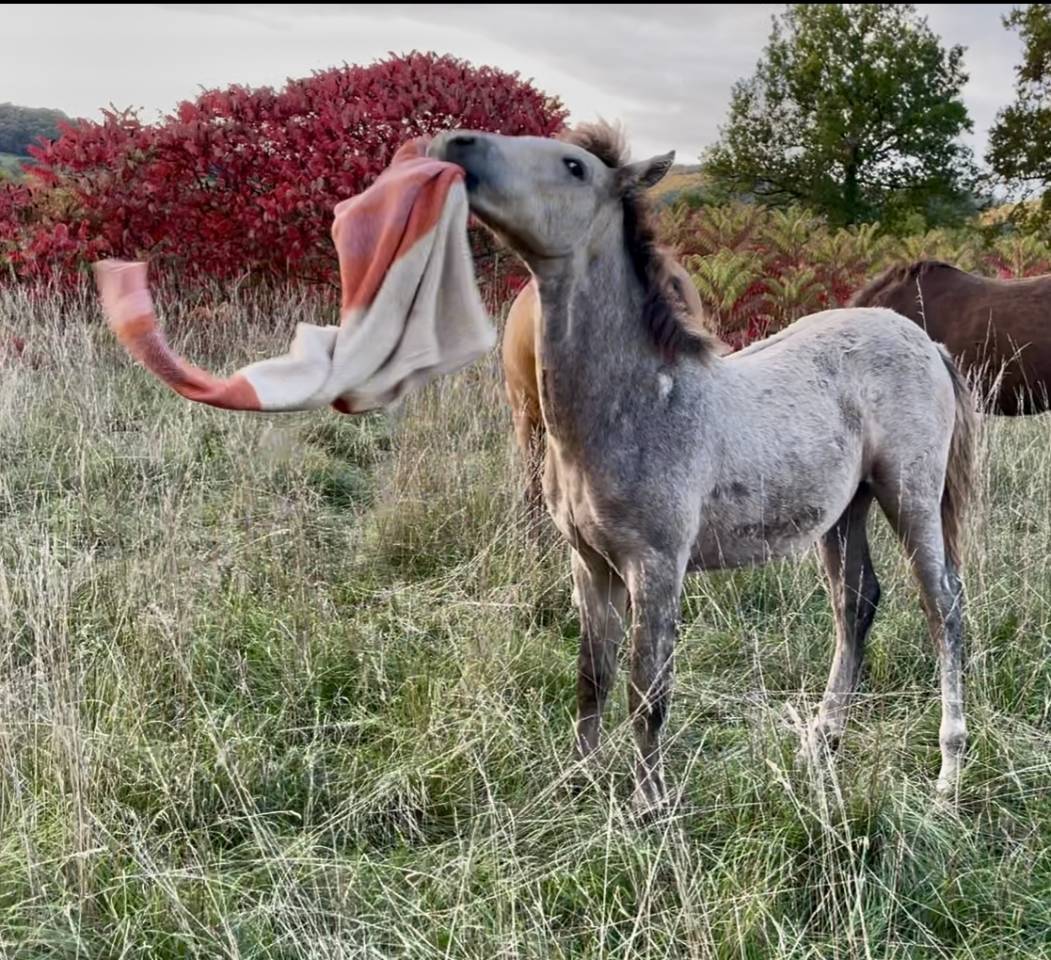 Prométhée D’hellebore . Connemara part bred. PP