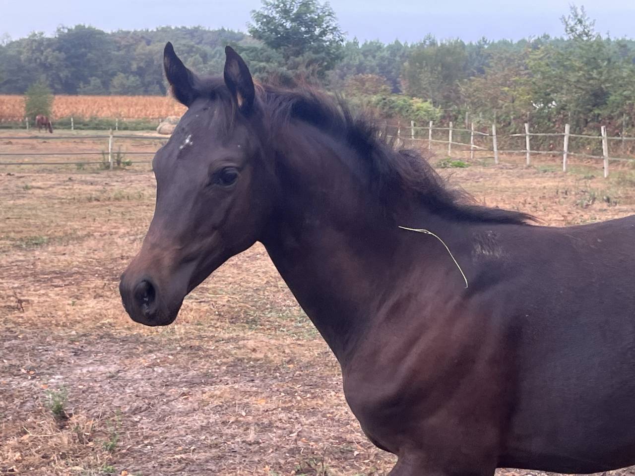 Poney D de sport allemand Cce/dressage