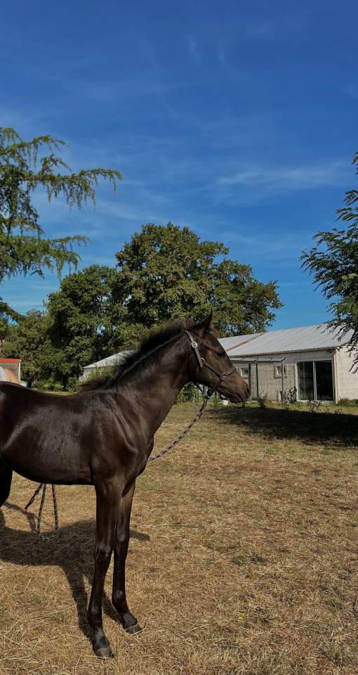 Poney D de sport allemand Cce/dressage