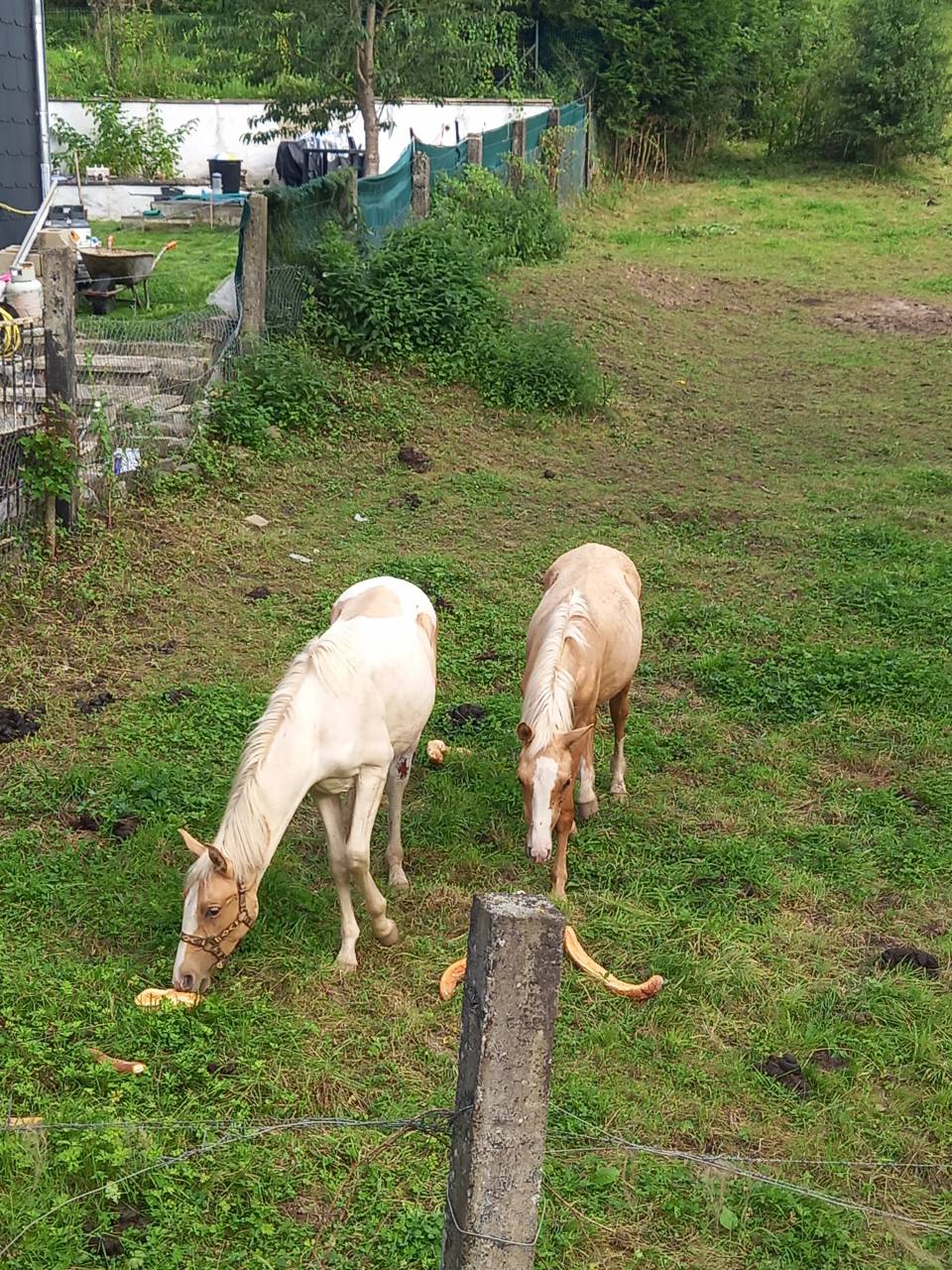 Poulain Pie Palomino de 2024