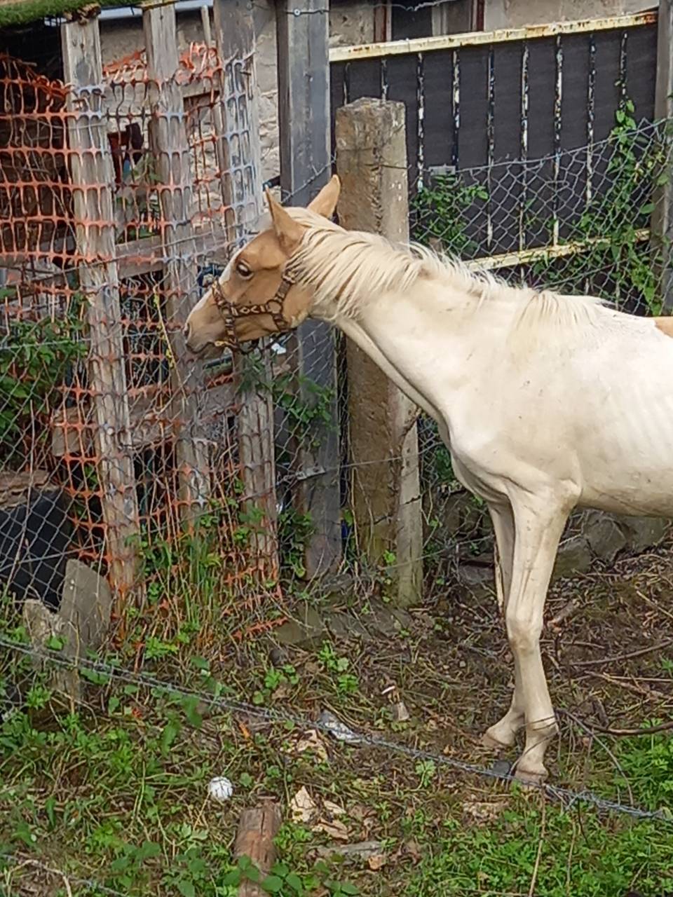 Poulain Pie Palomino de 2024