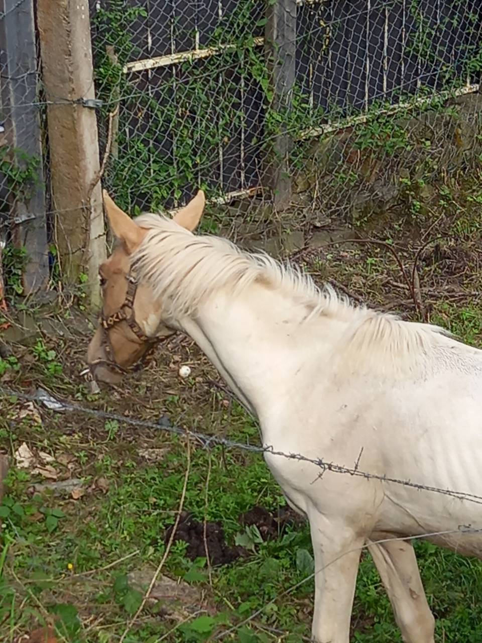 Poulain Pie Palomino de 2024