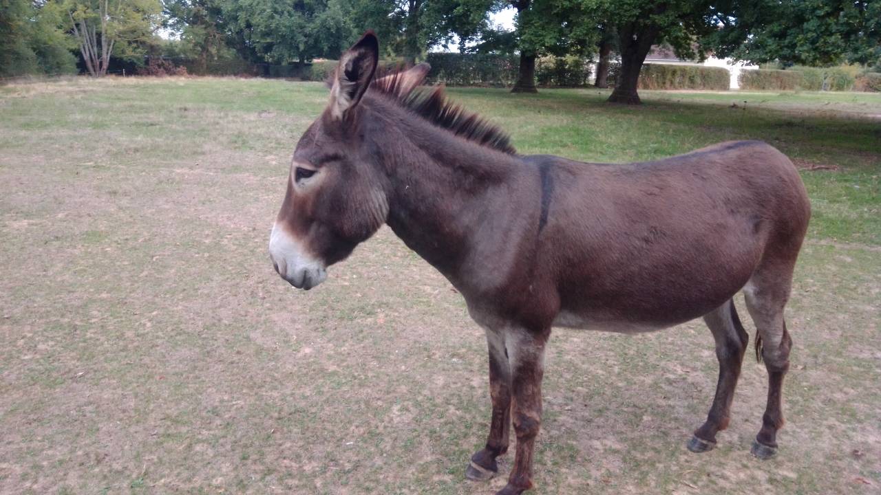 ANES A VENDRE PAR PAIRE