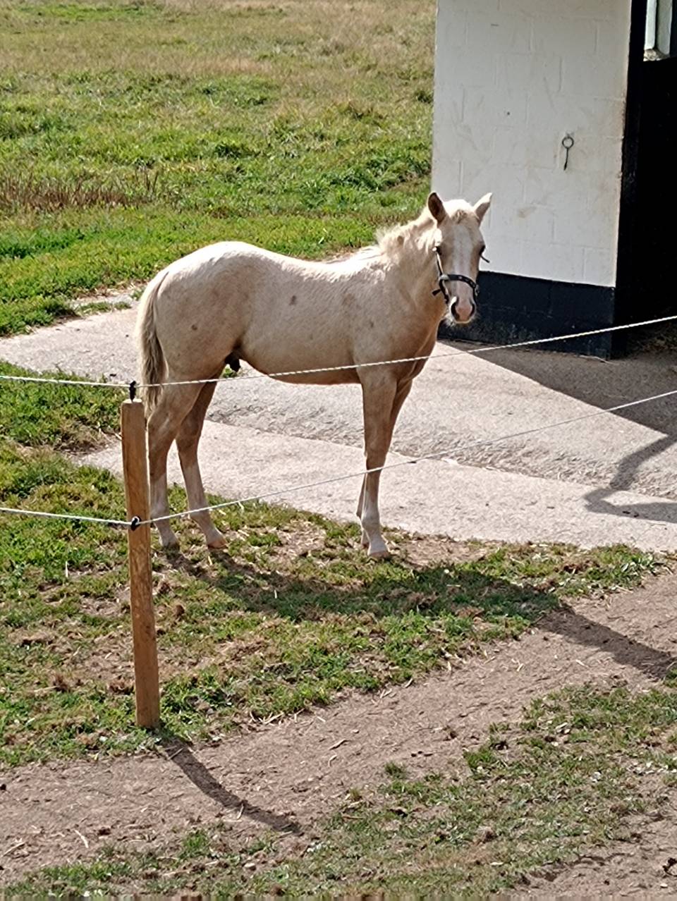 Poulain à réserver 