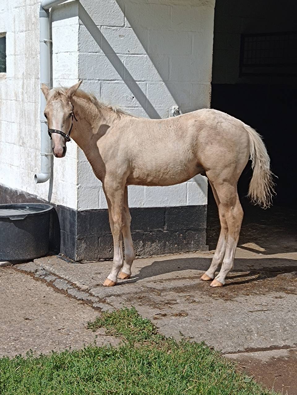 Poulain à réserver 