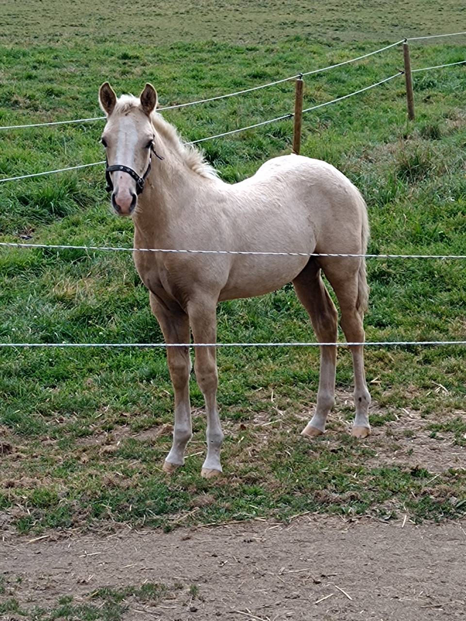 Poulain à réserver 
