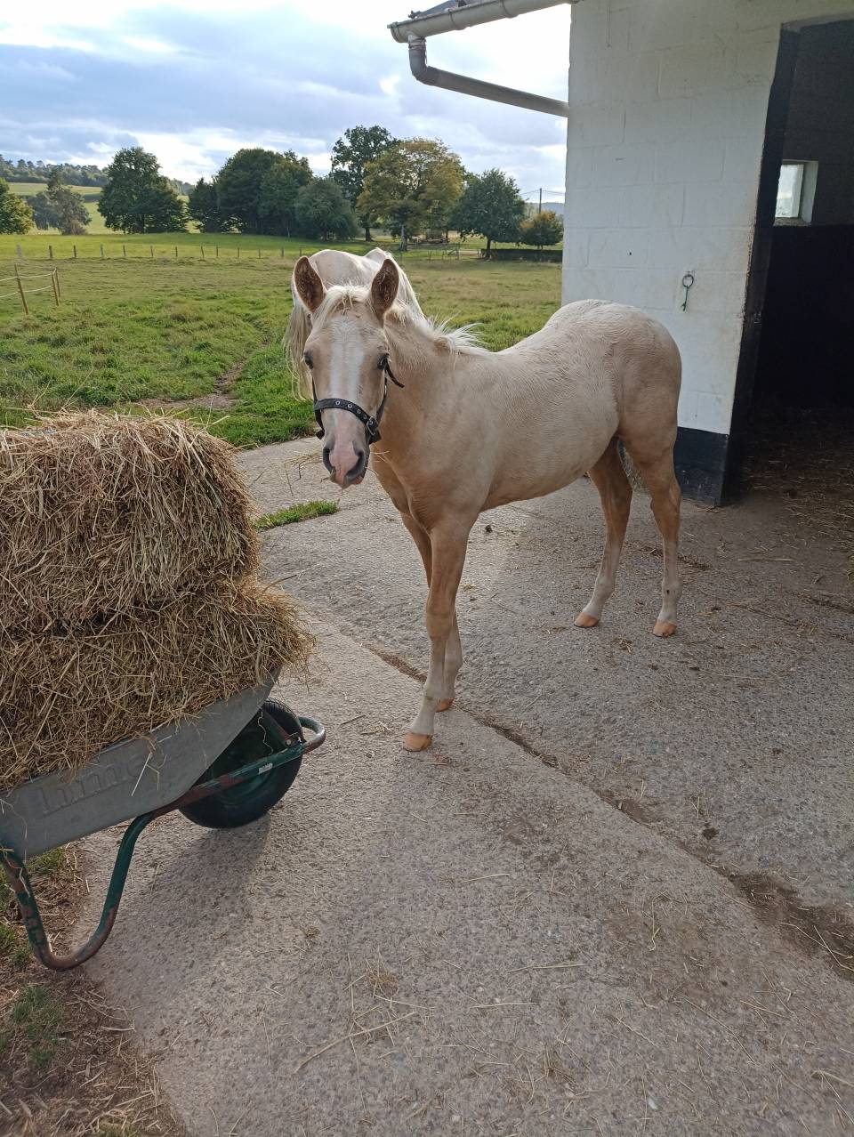 Poulain à réserver 