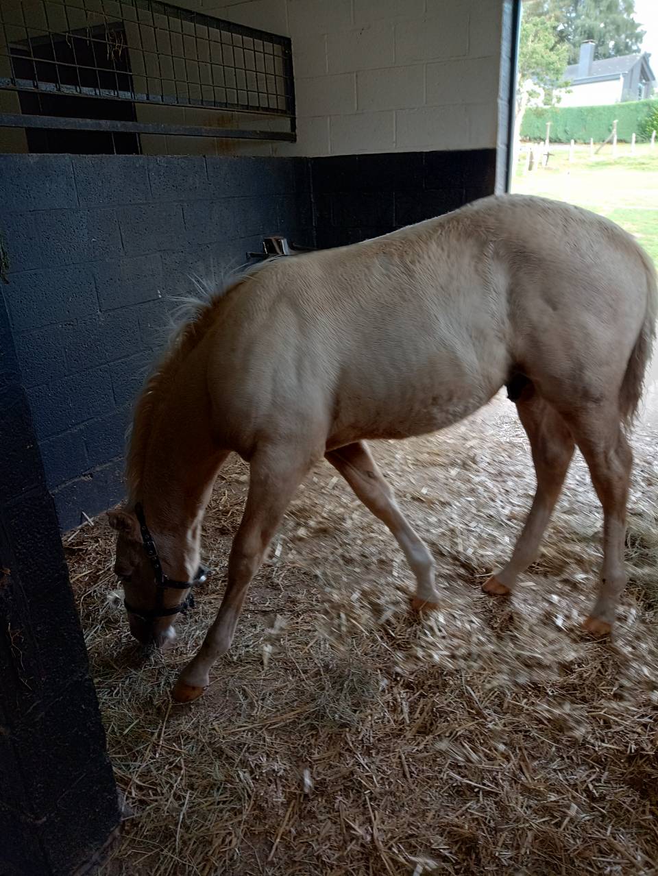 Poulain à réserver 