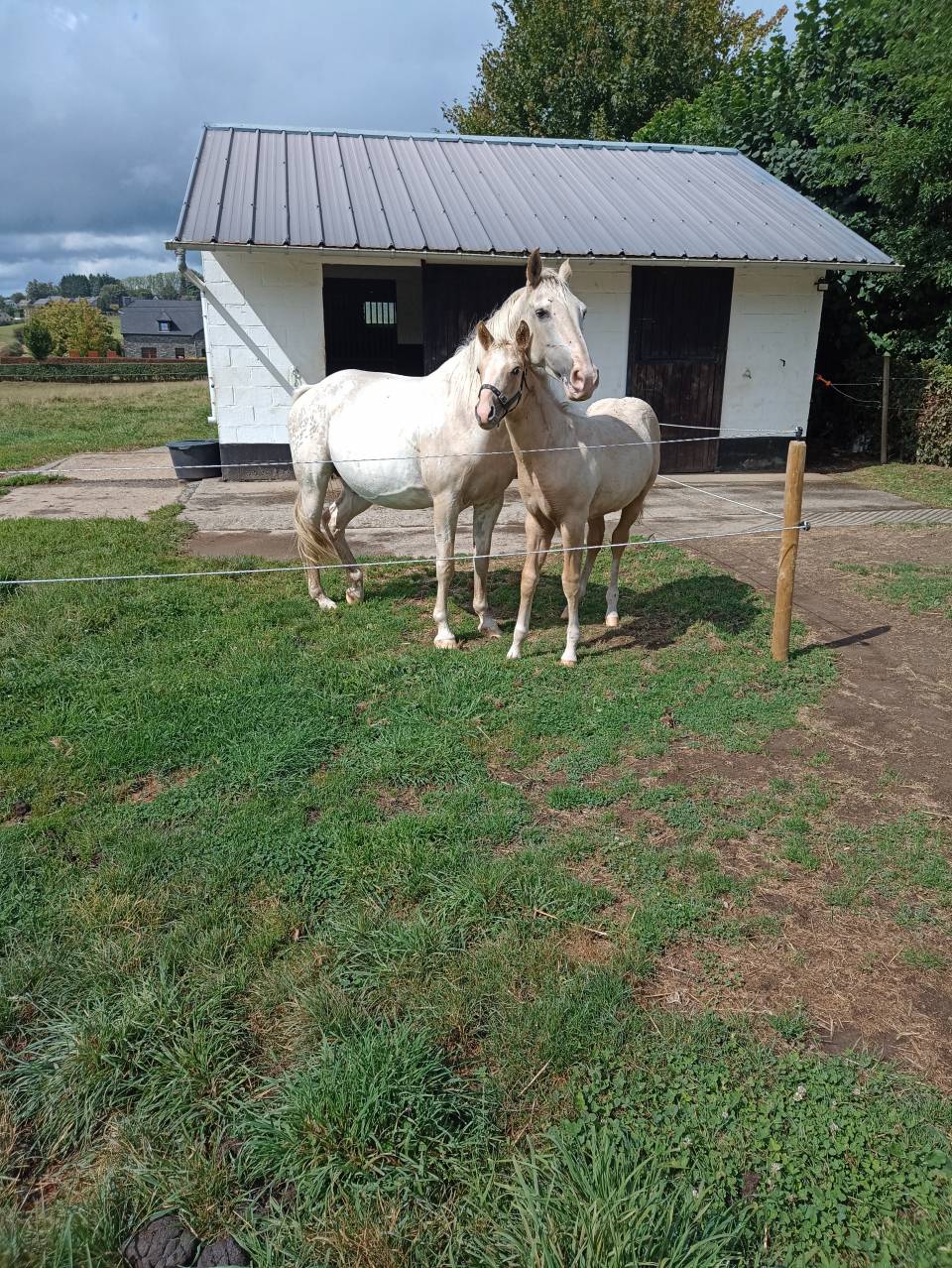 Poulain à réserver 