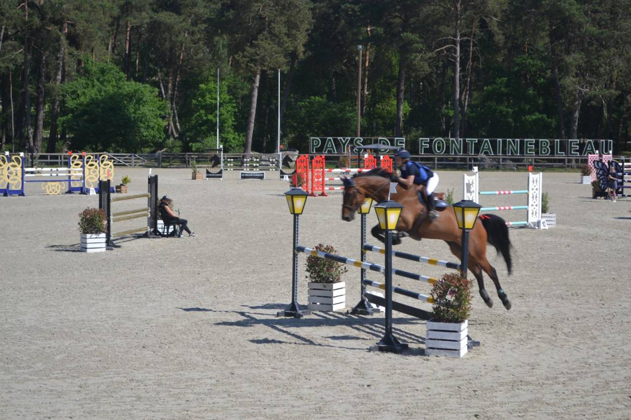 A vendre Hongre SF de 11 ans