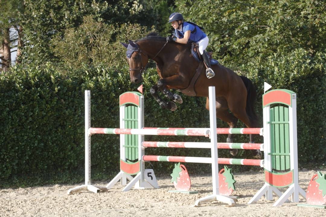 A vendre Hongre SF de 11 ans