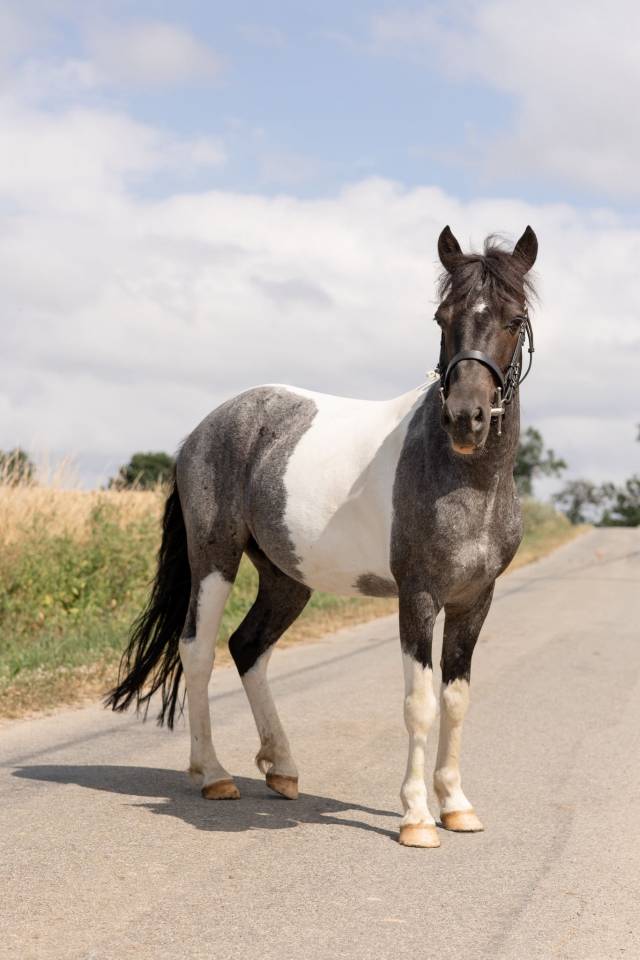 Poney, 128 cm , onc