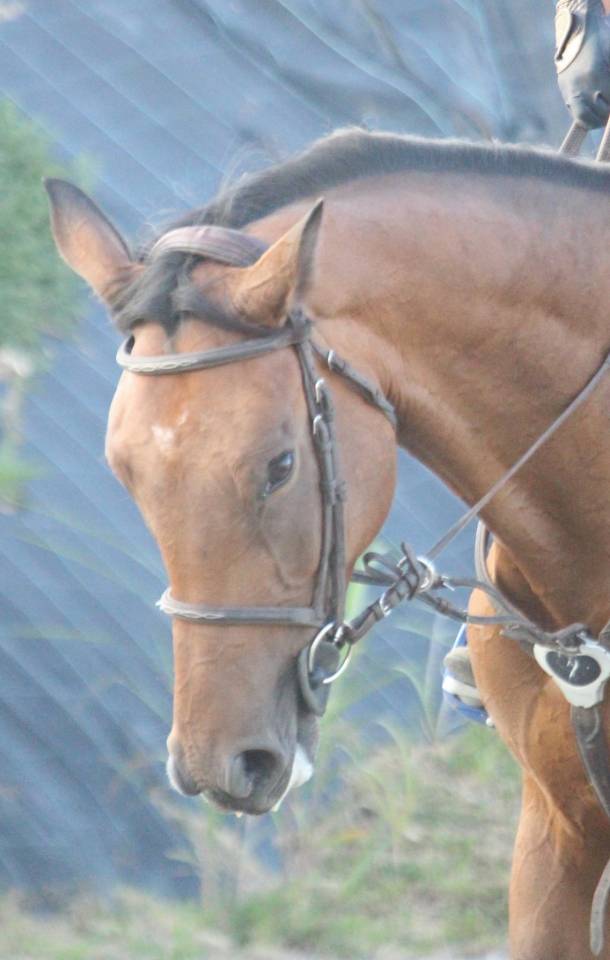 Opaline, très gentille jument de 5 ans 