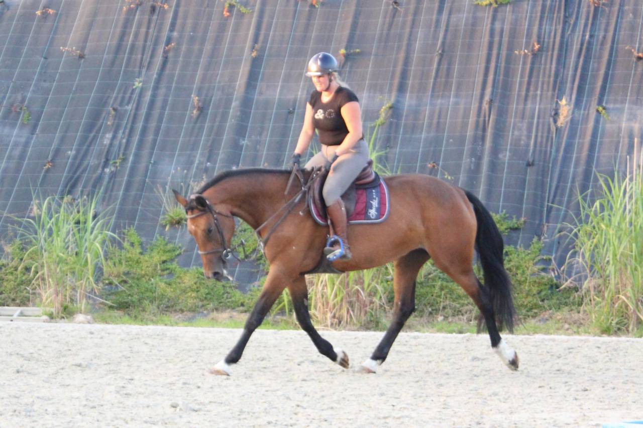 Opaline, très gentille jument de 5 ans 