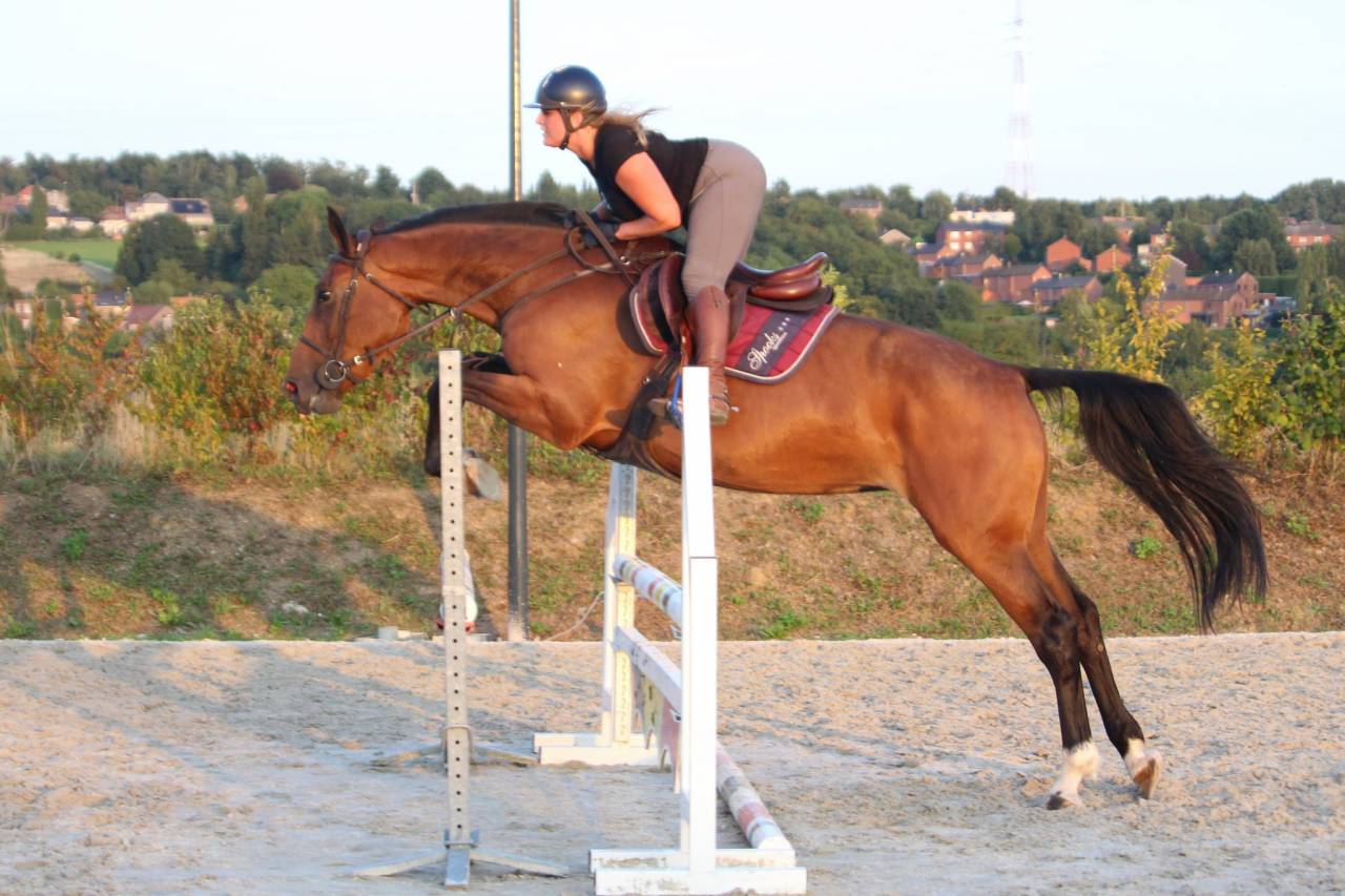 Opaline, très gentille jument de 5 ans 