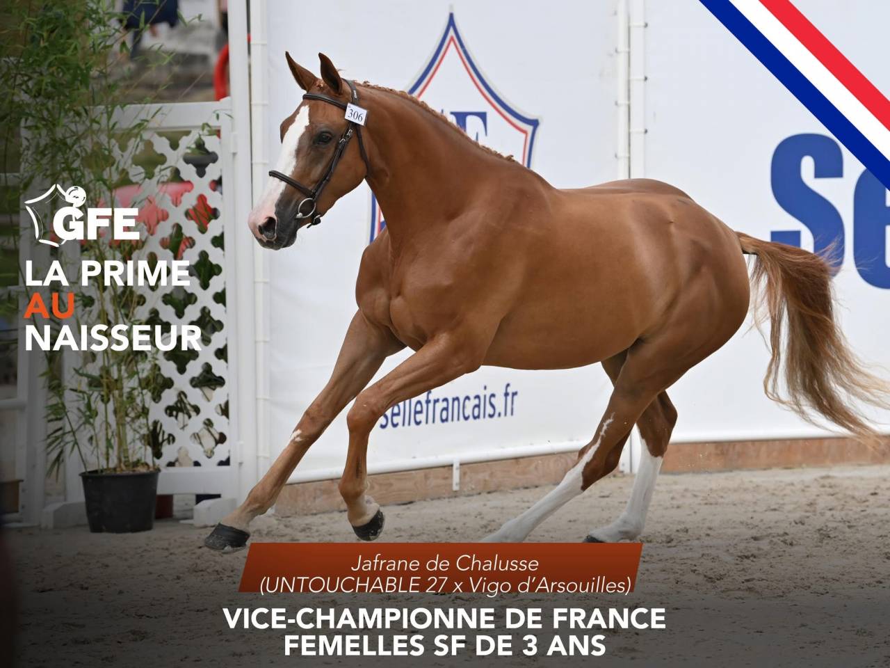 Jument 6 ans ( untouchable 27 x vigo x fragance )