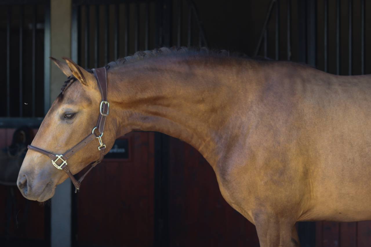 Opportunité à saisir - Magnifique lusitanienne Isabelle