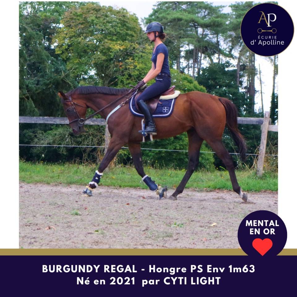 Jeune cheval mental en or