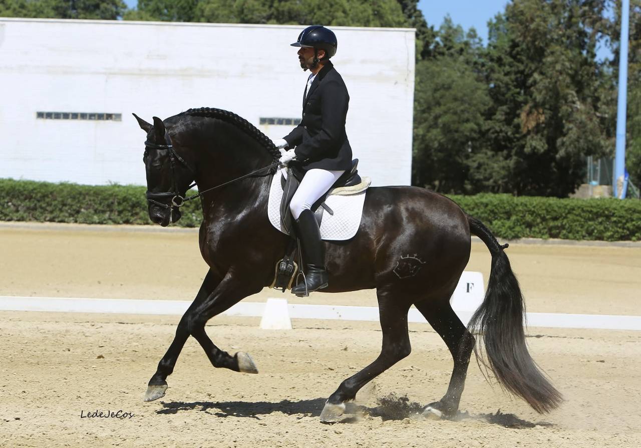 Etalon Pure Race Espagnole noir pour saillies