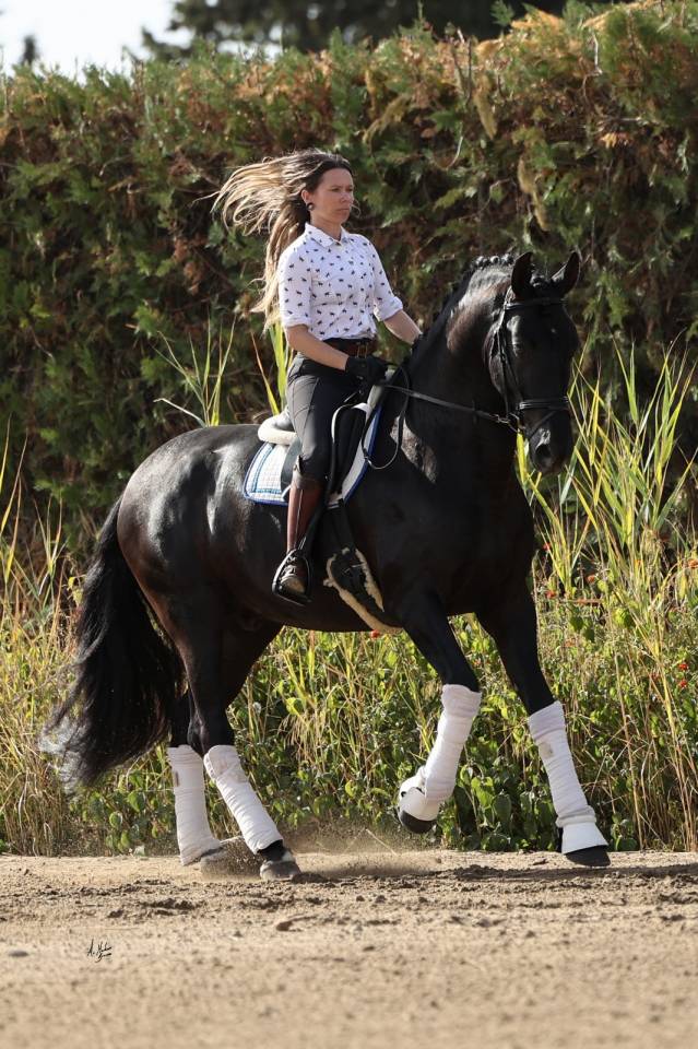 Etalon Pure Race Espagnole noir pour saillies