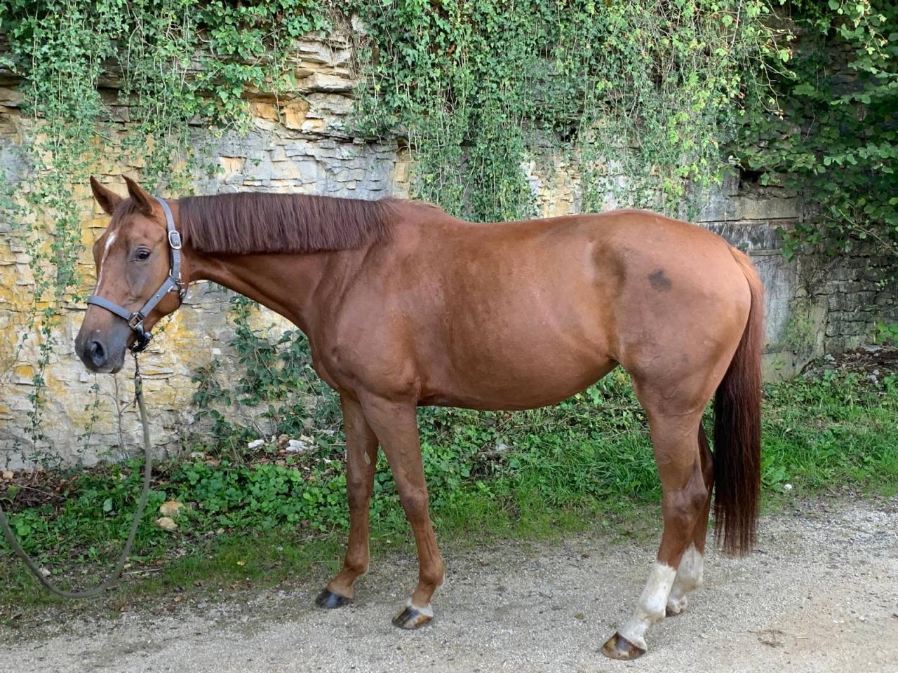 Jument de 5 ans 