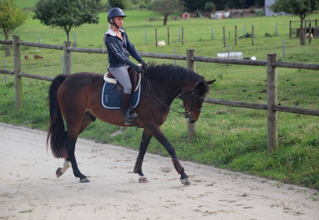 Beau petit cheval de sport SBS à vendre - 5 ans