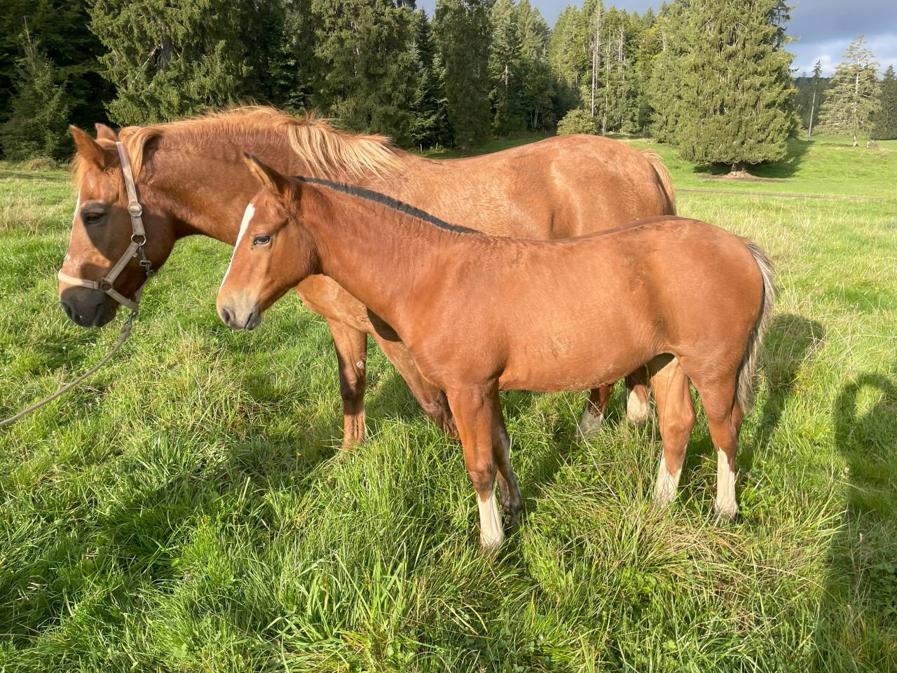 Pouliche Franche-Montagne