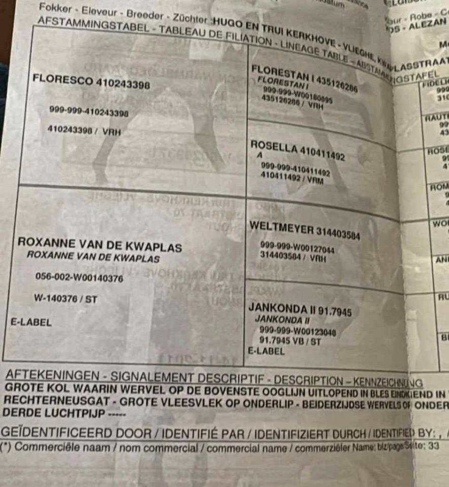 Jument BWP/SBS 14 ans – prête à concourir, top origines