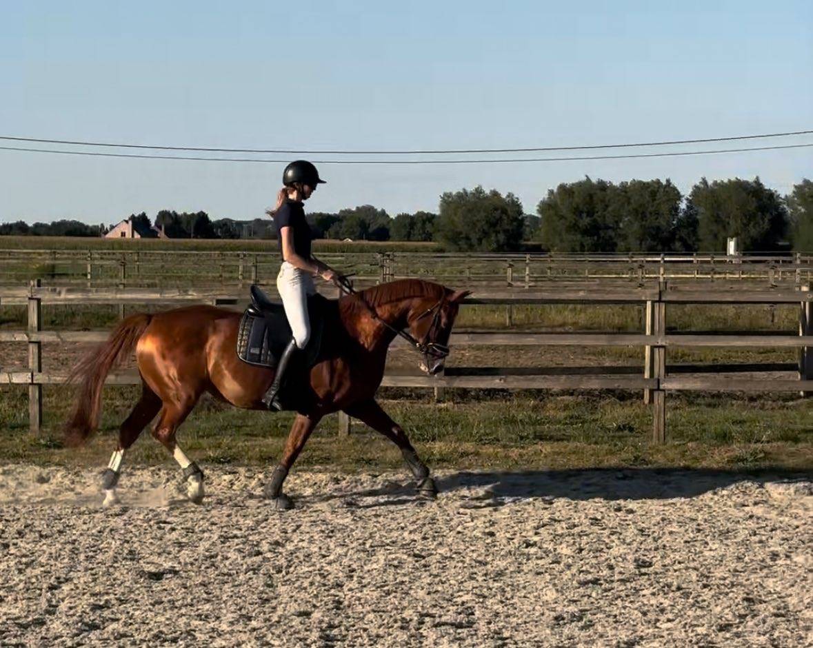 Jument BWP/SBS 14 ans – prête à concourir, top origines