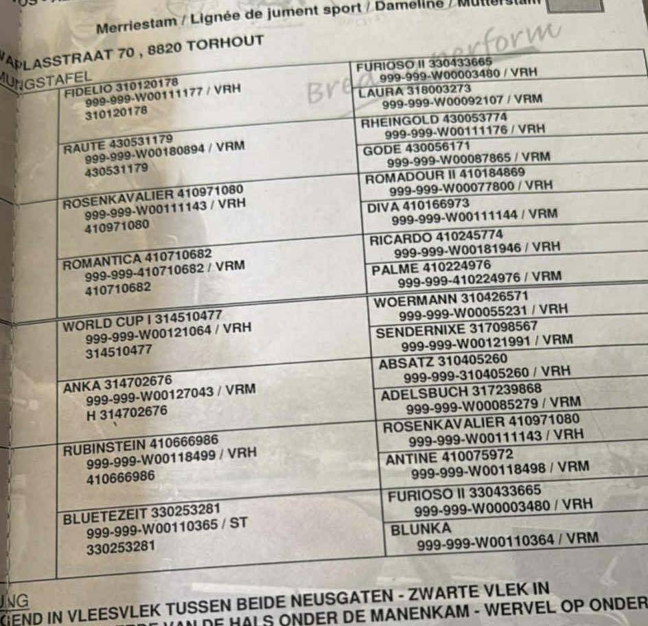 Jument BWP/SBS 14 ans – prête à concourir, top origines