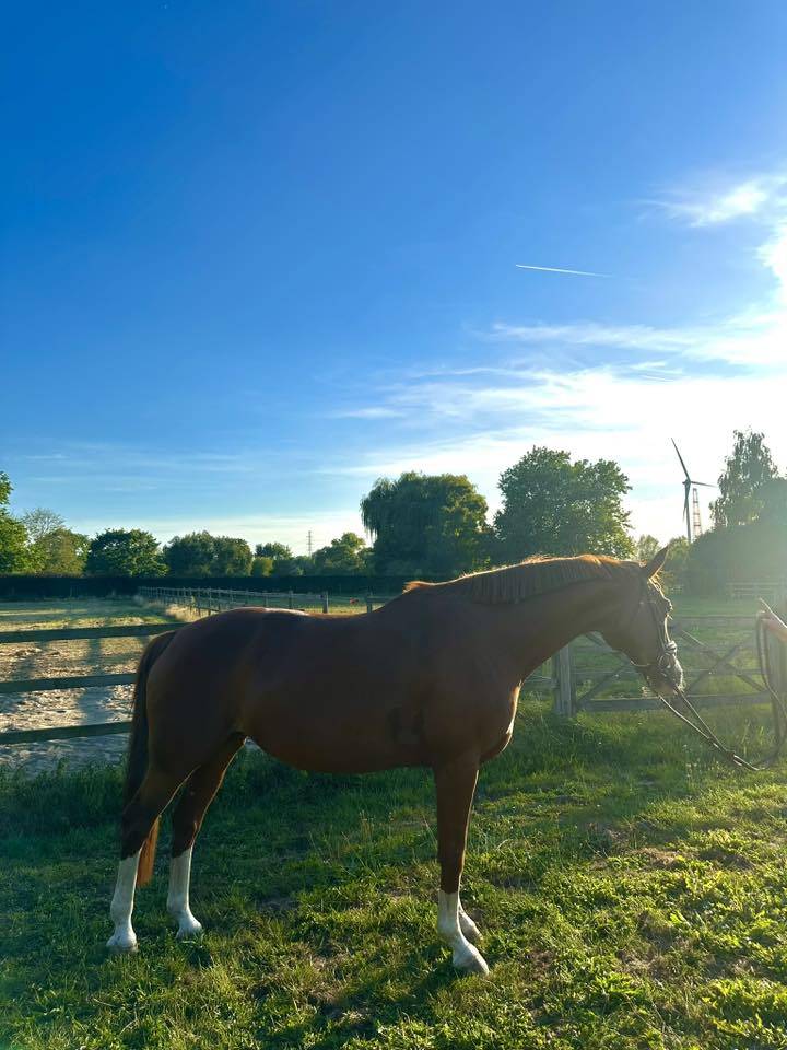 Jument BWP/SBS 14 ans – prête à concourir, top origines