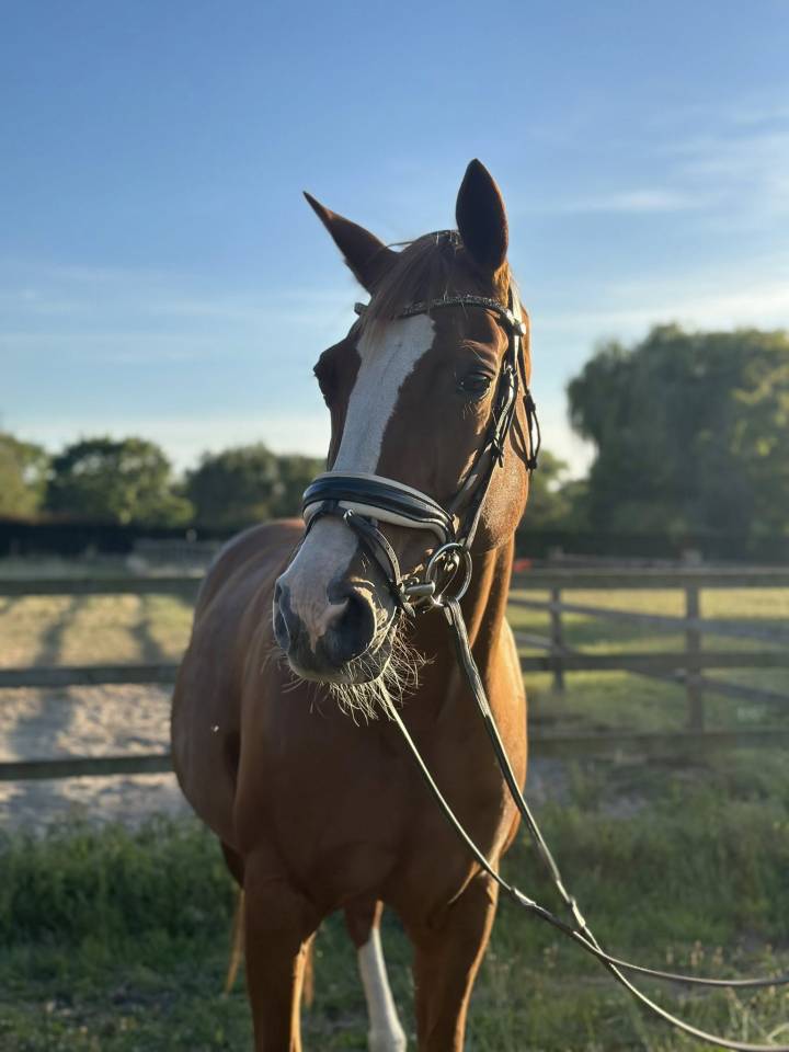 Jument BWP/SBS 14 ans – prête à concourir, top origines