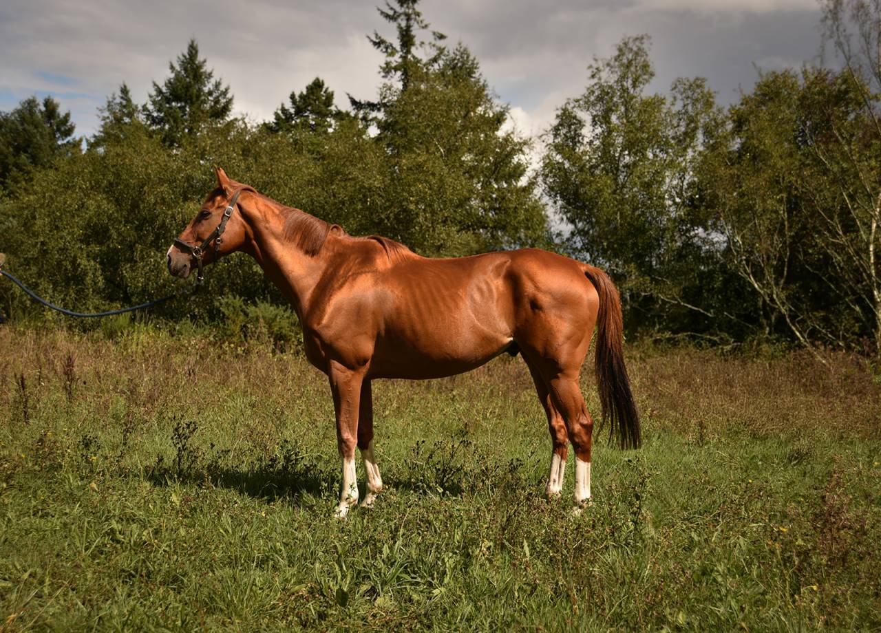 SF 12 ans orienté CCE