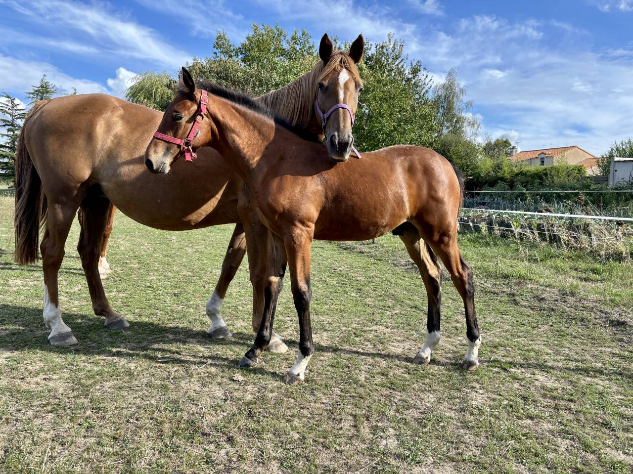 Foal Selle Français