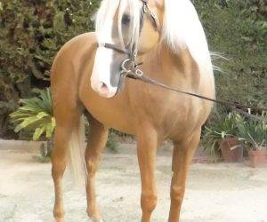 BAMBOO : Solide, gentil et fiable