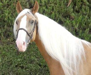 BAMBOO : Solide, gentil et fiable