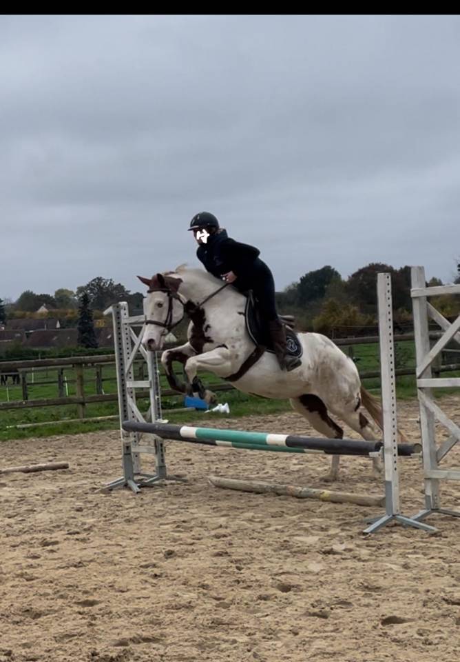 vend magnifique jument paint horse 10 ans