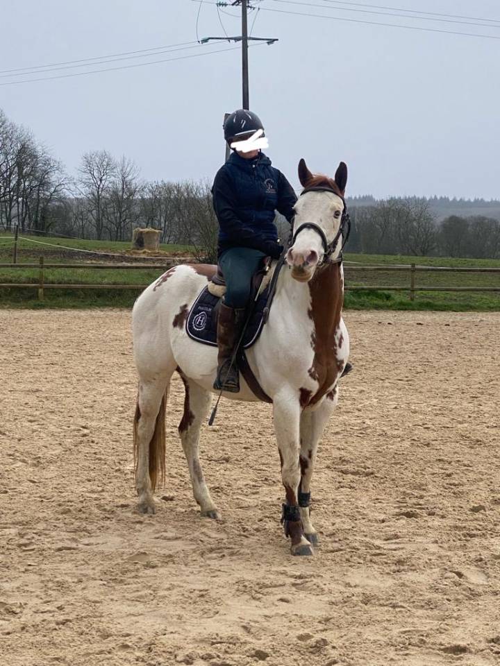 vend magnifique jument paint horse 10 ans