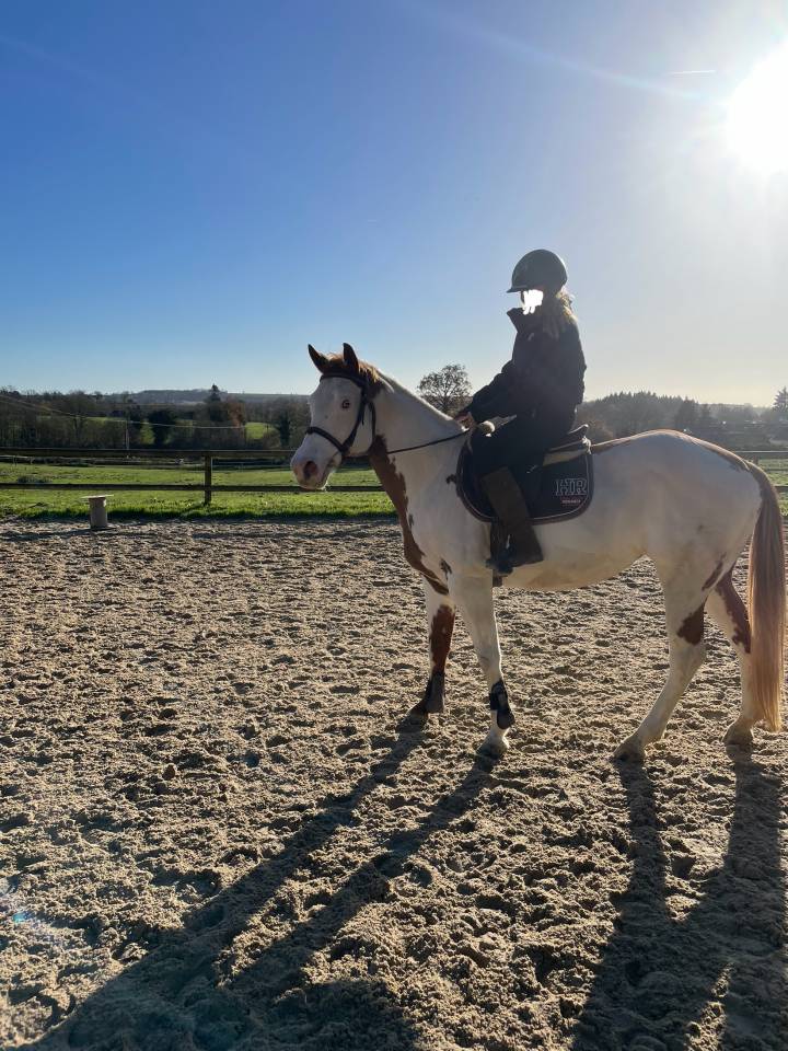vend magnifique jument paint horse 10 ans