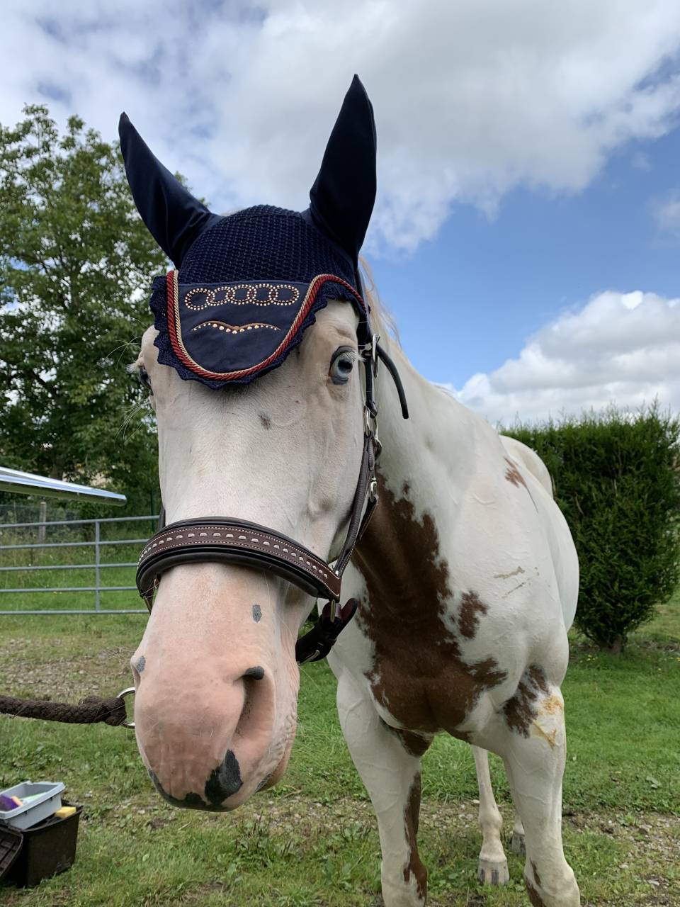 vend magnifique jument paint horse 10 ans