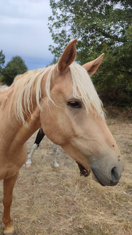 Poney palomino
