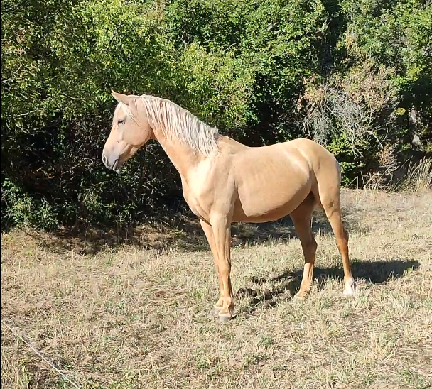 Poney palomino