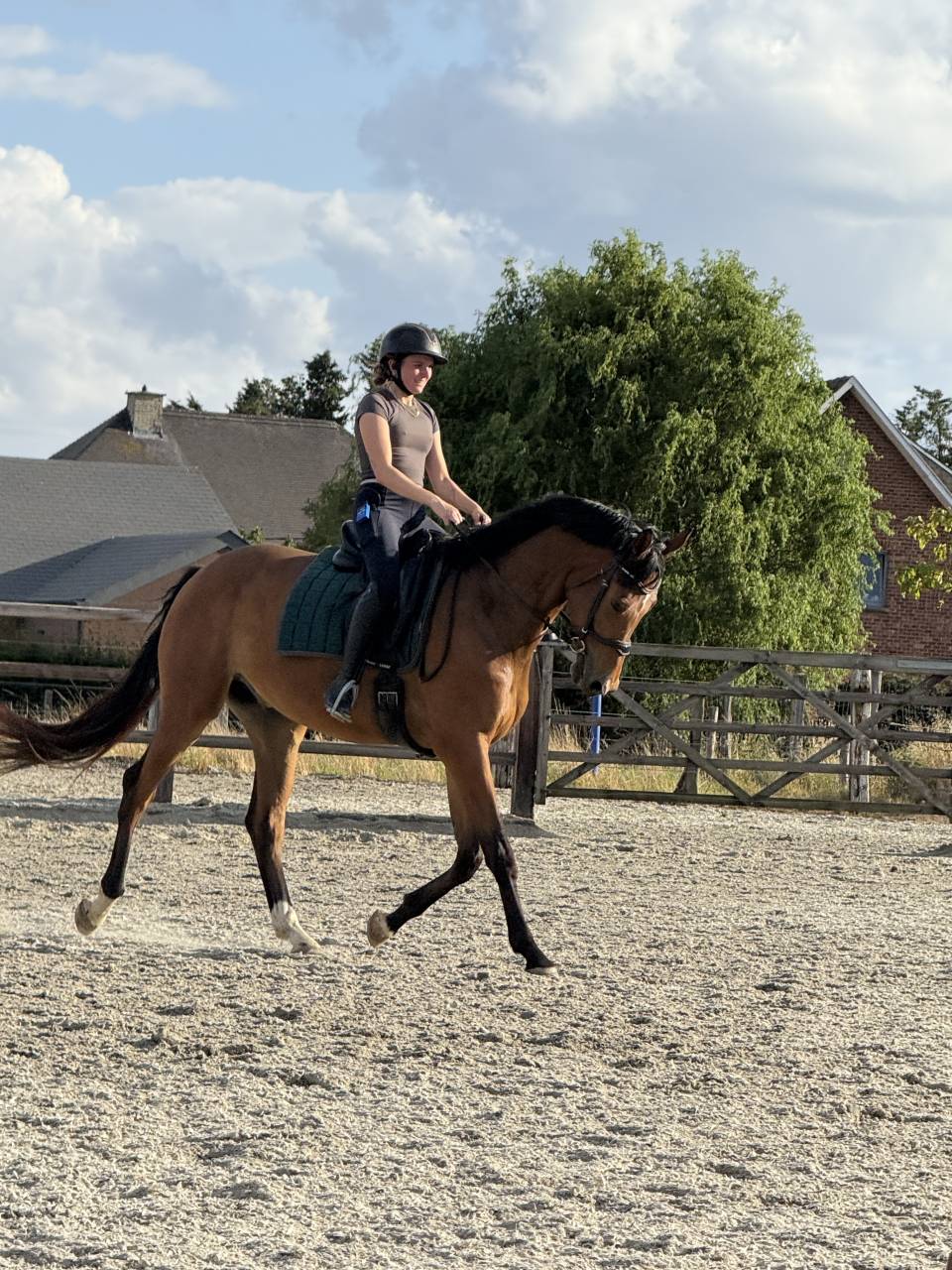 Magnifique hongre KWPN de 4 ans, fils de Las Vegas