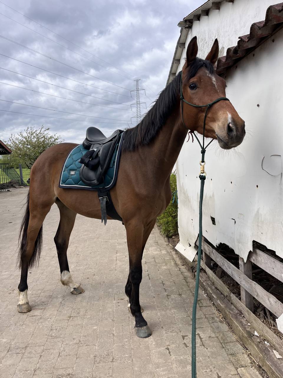 Magnifique hongre KWPN de 4 ans, fils de Las Vegas