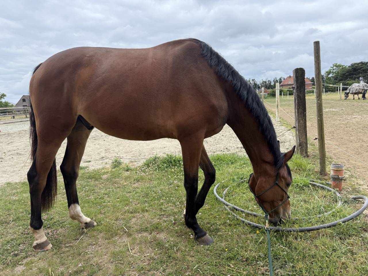 Magnifique hongre KWPN de 4 ans, fils de Las Vegas