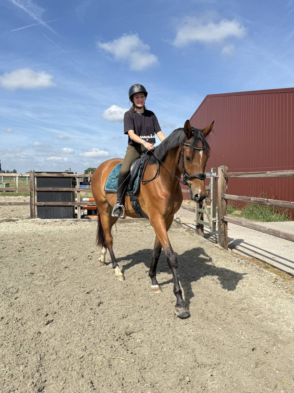 Magnifique hongre KWPN de 4 ans, fils de Las Vegas